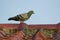 Image of a pigeons on the roof. Bird, Animal