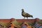 Image of a pigeons on the roof. Bird, Animal