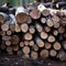 Image Pile of wood logs, trunks prepared for winter warmth