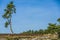 Image of a pine isolated on an arid terrain and with pine trees in the background