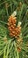 Image of pine tree flower seed