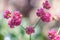 Image of a pink Eriogonum grande flower in the blur background