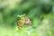 Image of plain tiger butterflies on the flower plants during springtime