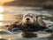 An image of a playful sea otter floating on its back in calm waters at sunset