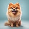 Image of a Pomeranian dog on clean background. Mammals. Pet. Animals