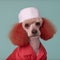 Image of a poodle dog dressed in a nurse uniform on a clean background. Pet, Animals. Illustration, Generative AI