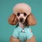 Image of a poodle dog dressed in a nurse uniform on a clean background. Pet, Animals. Illustration, Generative AI