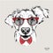 Image Portrait bulldog in the cravat and with glasses. Vector illustration.