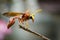 Image of potter wasp Delta sp, Eumeninae.