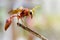 Image of potter wasp Delta sp, Eumeninae on dry branches. Inse