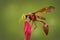 Image of potter wasp Delta sp, Eumeninae on flower. Insect Animal