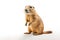 Image of prairie dog on white background. Mammals, Wildlife Animals, Illustration, Generative AI