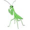 Image of praying mantis