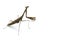 Image of Praying mantis Stagmomantis carolina.