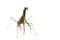 Image of Praying mantis Stagmomantis carolina on white backgro