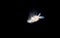Image of a Pteropod taken at night.
