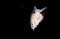 Image of a Pteropod taken at night.