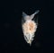 Image of a Pteropod taken at night.