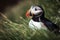 image of a puffin standing in green grass. Birds. illustration, generative AI