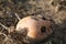 The image is of a pumpkin in a state of decomposition on the ground in daylight