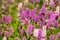 Image of purple Lupinus perennis