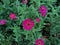 Image of purplish red zinnia flower plant