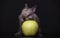 Image of rabbit apple dark background