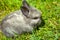 Image of rabbit grass background