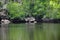 Image of rain forest with the mangrove trees Ecological System