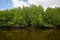 Image of rain forest with the mangrove trees Ecological System