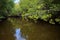 Image of rain forest with the mangrove trees Ecological System