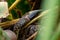 The Image of a rat-snake hunting a fish in the bushes of the pond