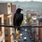 image of raven bird standing on a thin electric wire at a huge height, on a busy street landscape, skyscrapers, cars.