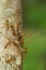 Image of red ants eating dragonflies on tree. Animal