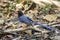 Image of Red billed Blue Magpie Bird on a tree branch on nature background. Animals