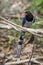 Image of Red billed Blue Magpie Bird on a tree branch on nature background. Animals