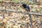 Image of Red billed Blue Magpie Bird on a tree branch on nature background. Animals