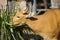 Image of a red bull female eating grass on nature background.