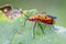 Image of Red Cotton Bug & x28;Dysdercus cingulatus Fabricius& x29;