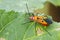 Image of Red Cotton Bug & x28;Dysdercus cingulatus Fabricius& x29;