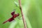 Image of a red dragonflies Camacinia gigantea.