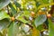 Image of the red flowering mangosteen