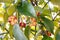 Image of the red flowering mangosteen