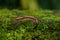 Image of Red Millipede on Green Moss with Beautiful Blurred Green Background, Kerala, India