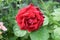 Image of a red rose with beautifully abstract petal formation