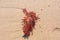 Image of a red seaweed or Gracilaria Rhodophyta on the beach sand