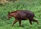 This is an image of red serow or capricornis rubidus.