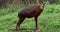 This is an image of red serow in india.