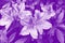 Image of rhododendron flowers in purple tones