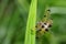 Image of a rhyothemis phyllis dragonflies on green leaves.